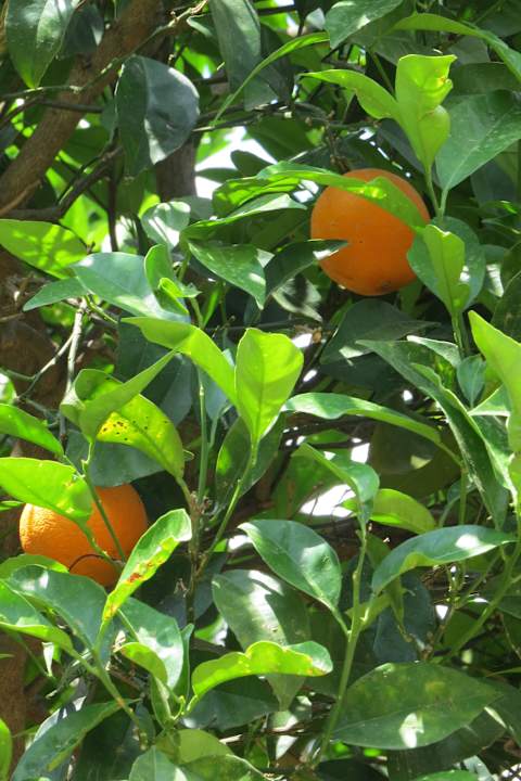 Orangenbäume La Finca Marina