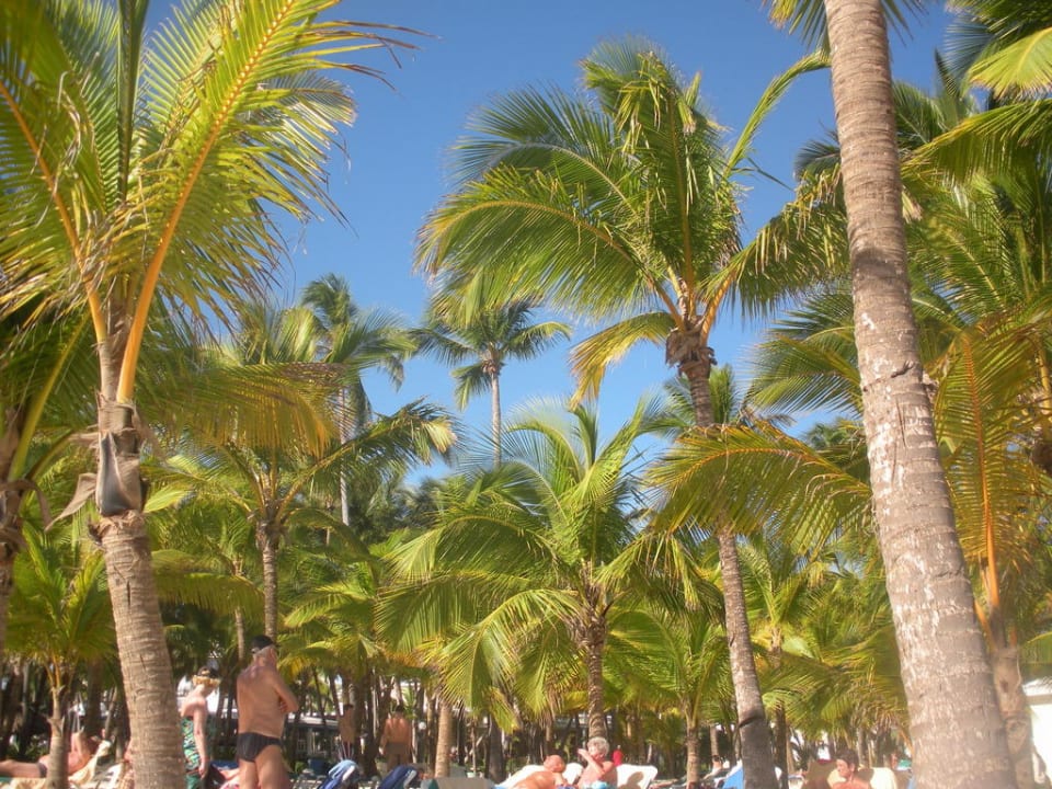 Traumhaft - Strandabschnitt vom Riu Bambu Hotel Riu Bambu
