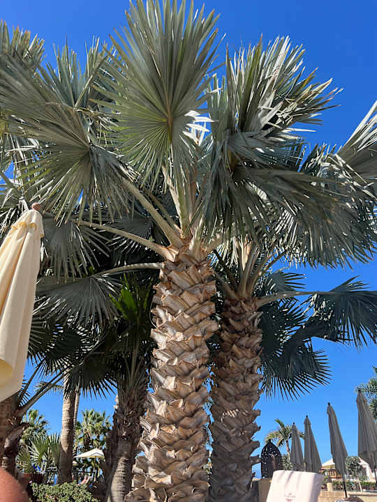 Außenansicht JOIA El Mirador by Iberostar