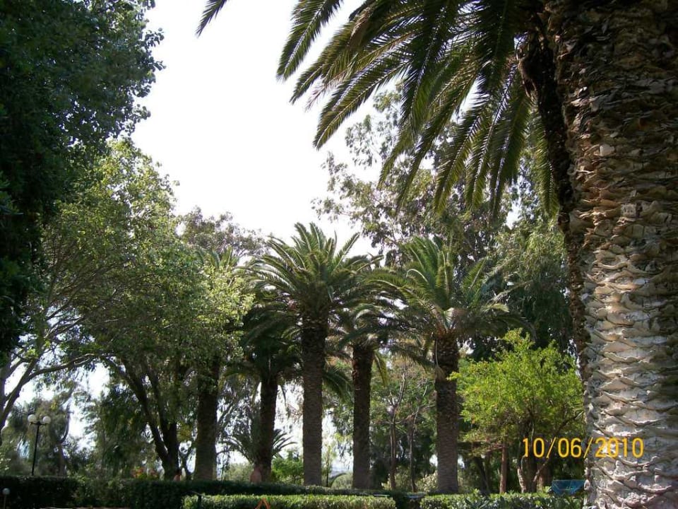 Sehr schöne gepflegte Bäume Apollonia Beach Resort & Spa