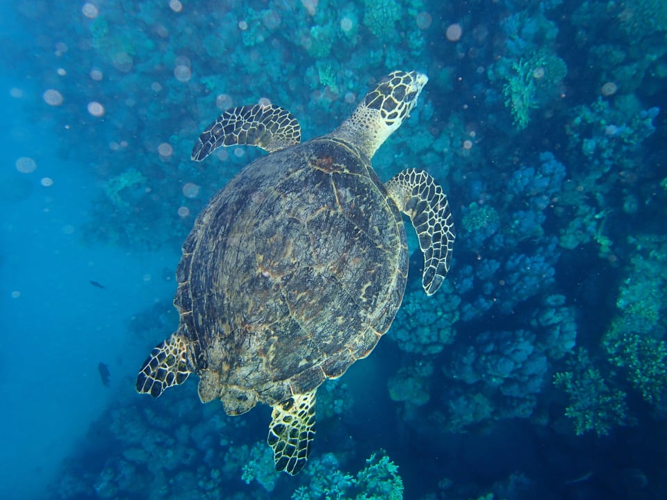 Tortue vue à la sortie de la marina Pickalbatros Citadel Resort