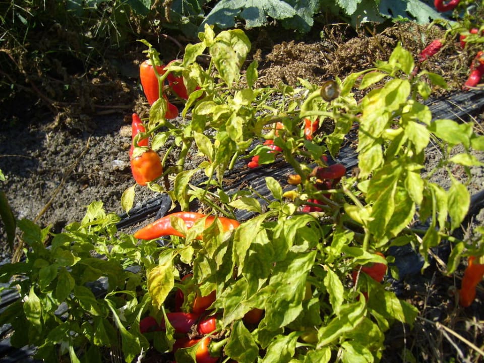 Frischer Paprika Corali Hotel