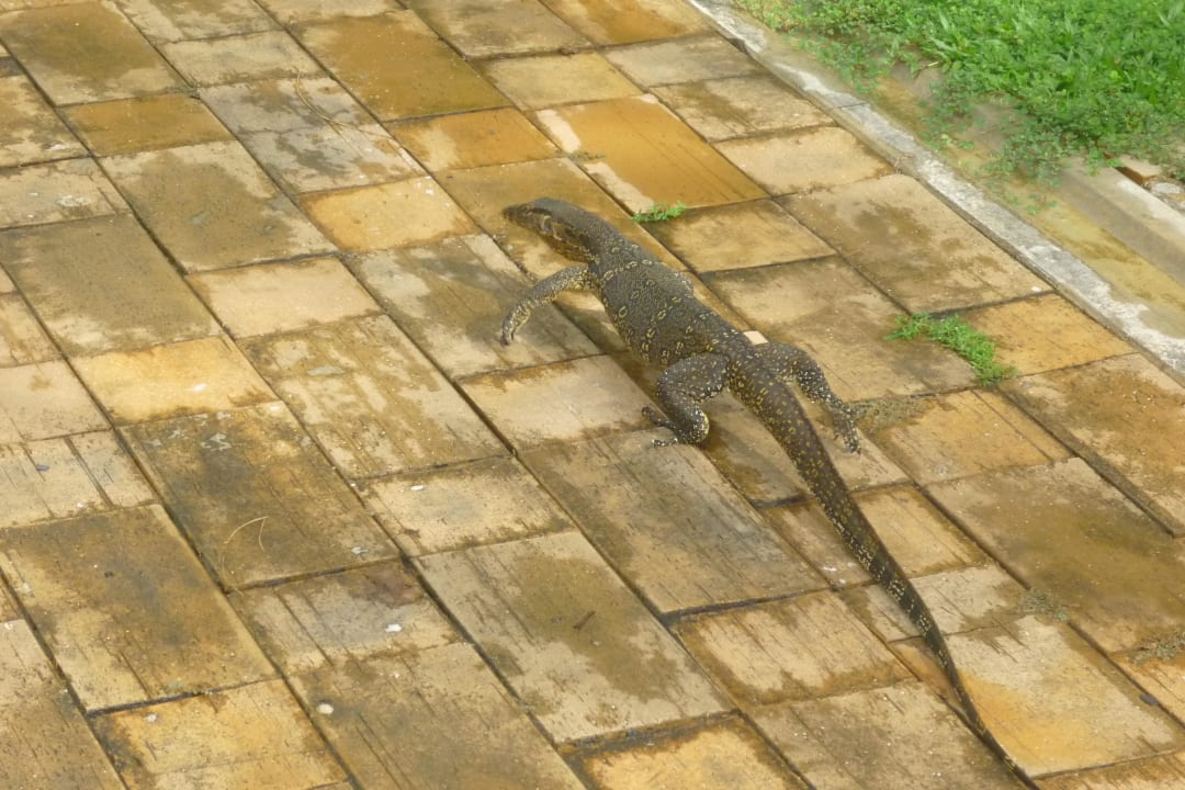 Riesenechse Khaolak Laguna Resort