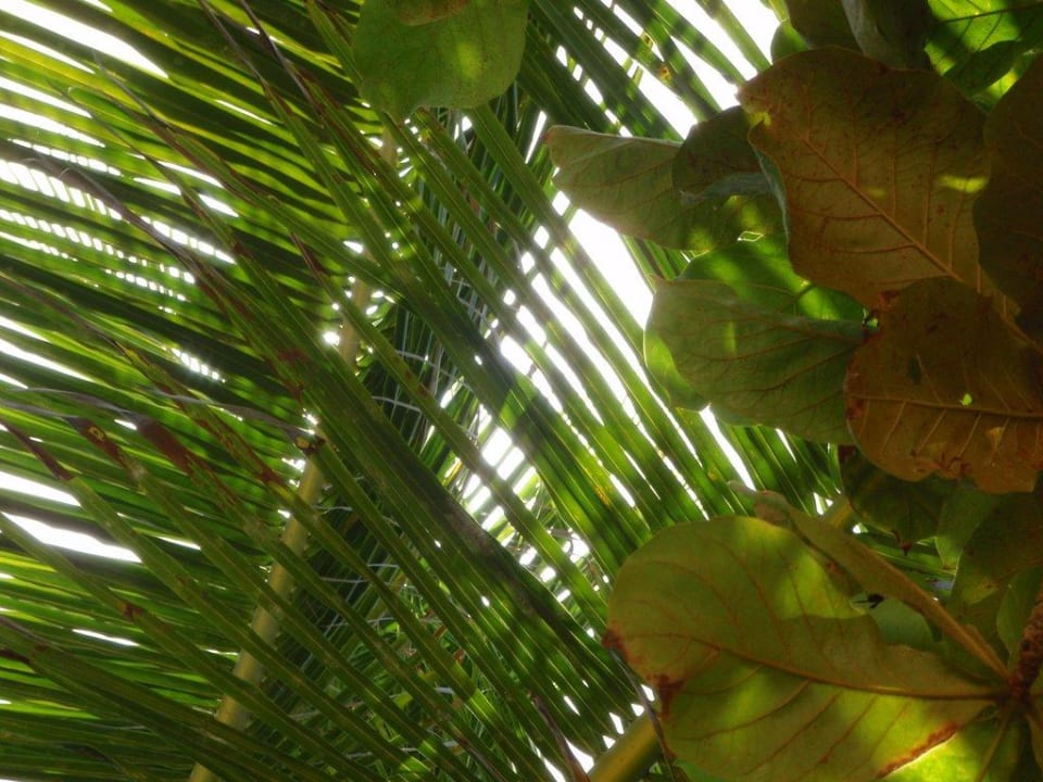 Grünpflanzen am Strand Grand Palladium Punta Cana Resort & Spa