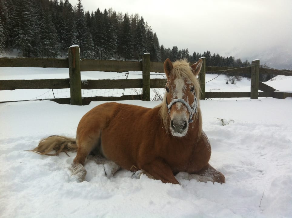 Sonstiges Pension-Biobauernhof Hagenhof