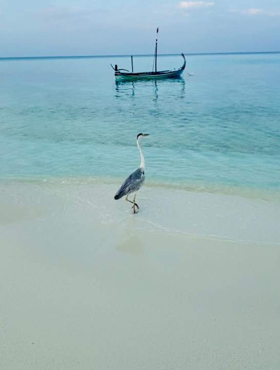 Strand Summer Island Maldives
