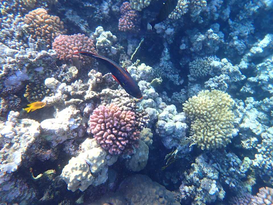 Sport & Freizeit Cleopatra Luxury Beach Resort Makadi Bay - Adults only