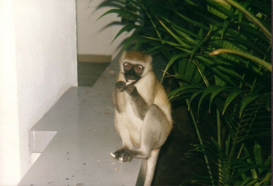 Affen1 Bahari Beach Hotel