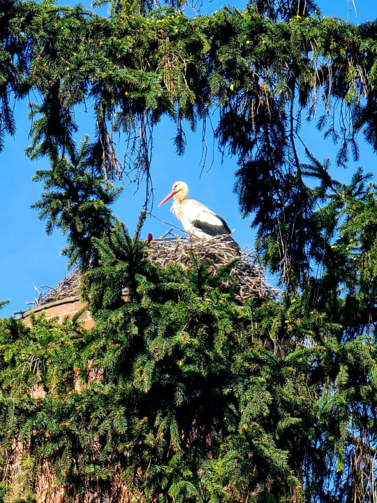 Gartenanlage Hotel Gutshof Ziegelhütte