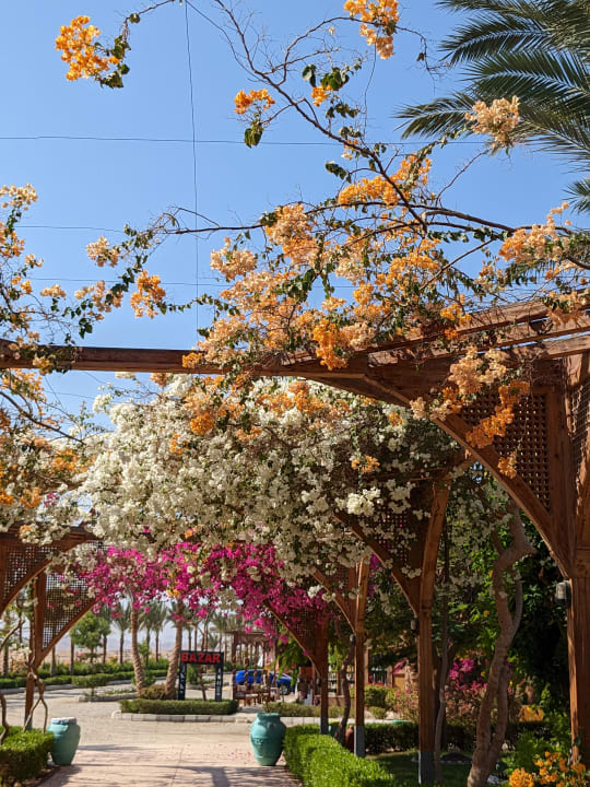 Gartenanlage Hotel Emerald Lagoon