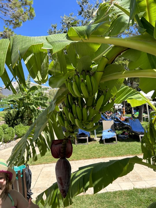 Gartenanlage Hotel Calypso Beach
