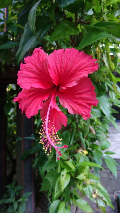 Gartenanlage The Grand Southsea Khaolak Beach Resort