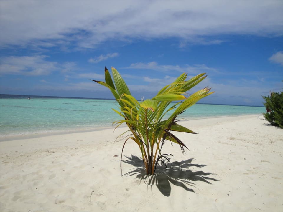 Unsere kleine Palme Biyadhoo Island Resort