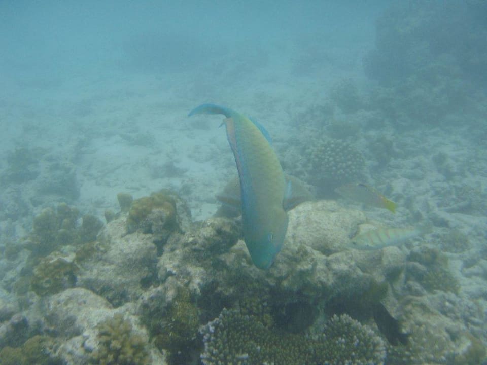 Beim Schnorcheln Kuramathi Maldives