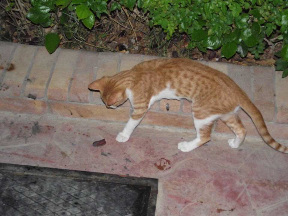 Местный кот Riviera Aqua Park Resort