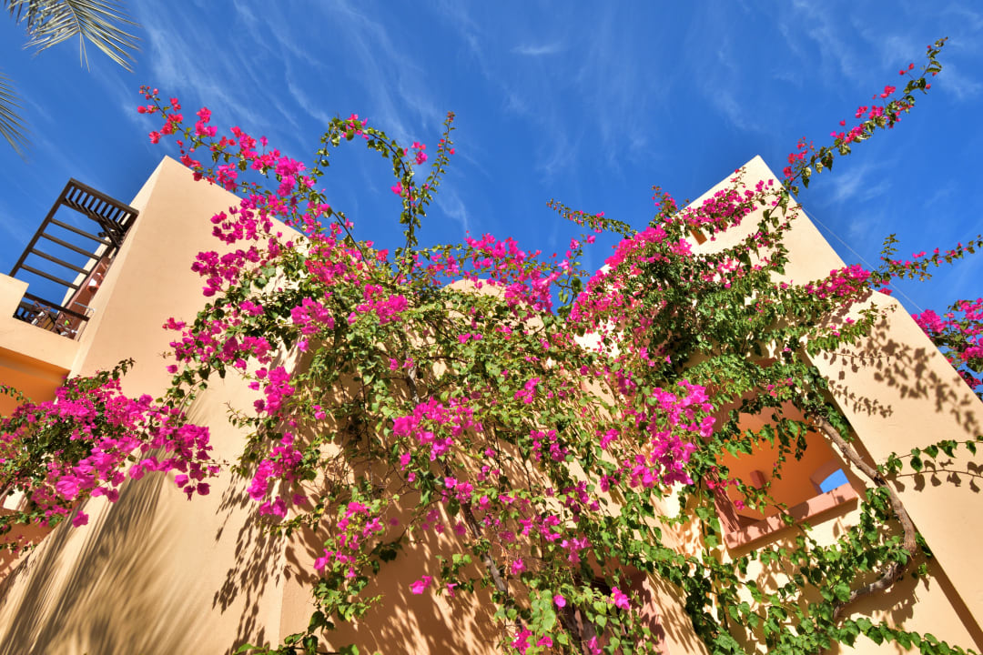 Gartenanlage Steigenberger Coraya Beach - Adults only