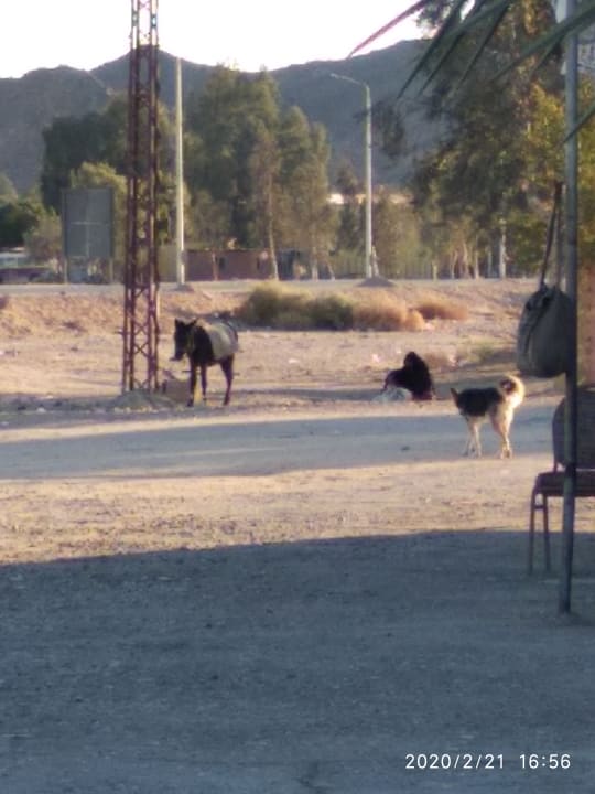 Gartenanlage Novotel Marsa Alam Beach Resort