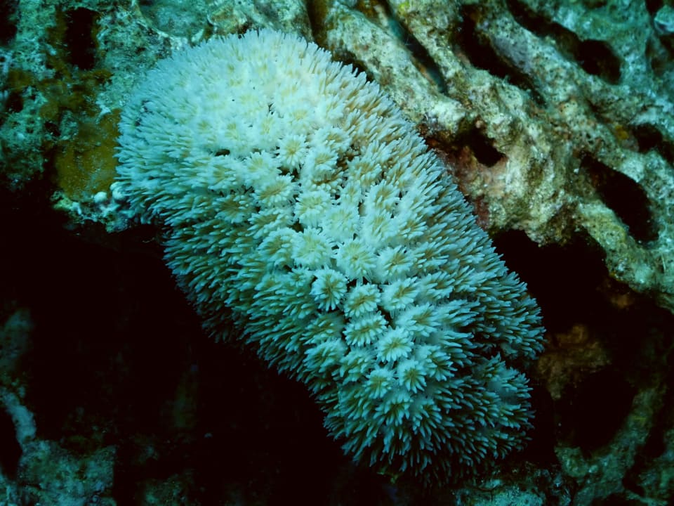 Sport & Freizeit ROBINSON MALDIVES