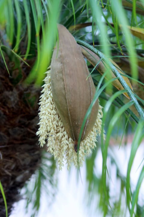 Palmen Ferienvilla Early Sunset