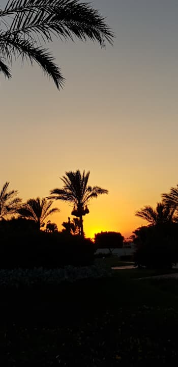 Gartenanlage Desert Rose