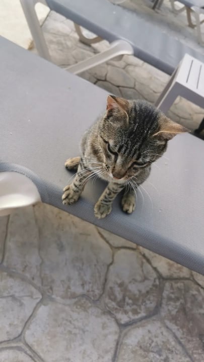 Sonstiges Cactus Royal