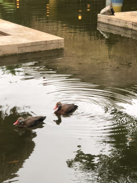 Sonstiges Iberostar Waves Paraiso del Mar