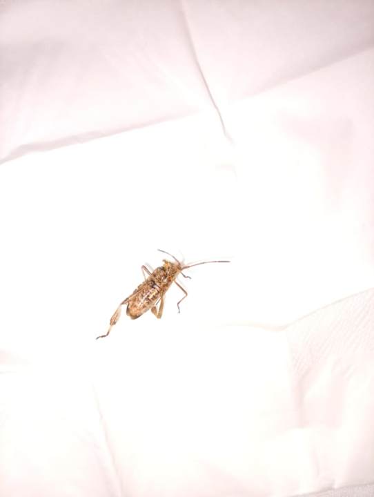 Zimmer Hotel Zur Heidschnucke