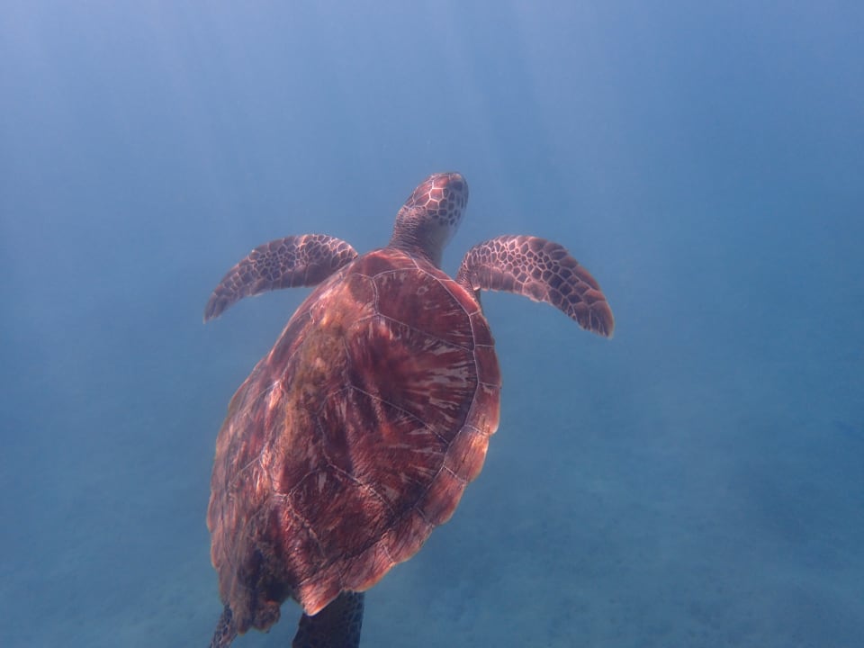 Strand Steigenberger Coraya Beach - Adults only