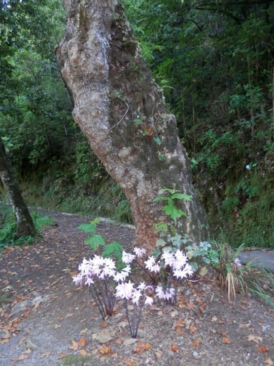 Hotel Dorisol Dorisol Estrelicia Hotel