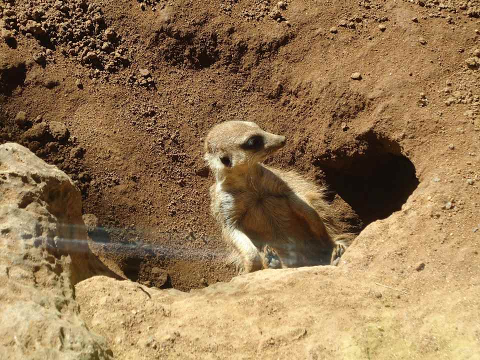 Anton beim Chillen Apartments La Paz