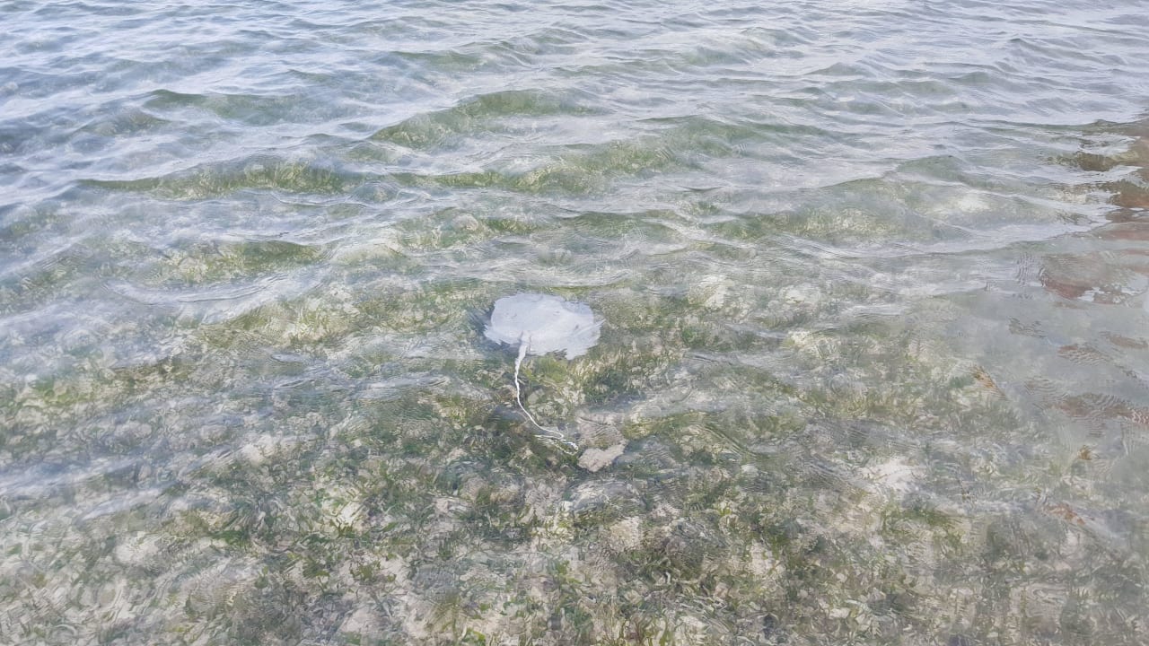 Rochen Kuredu Island Resort & Spa