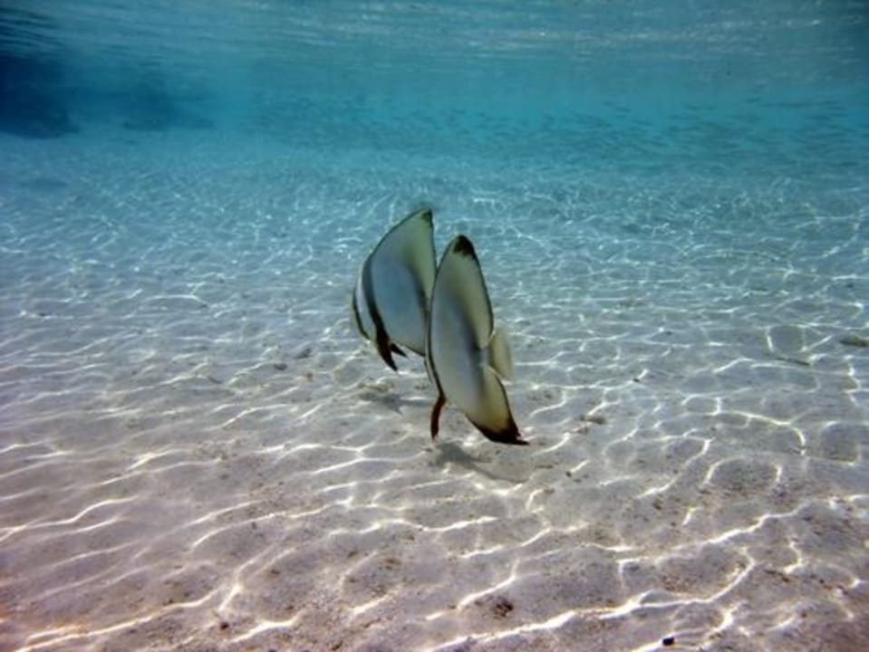 Unterwasser Eri Maldives