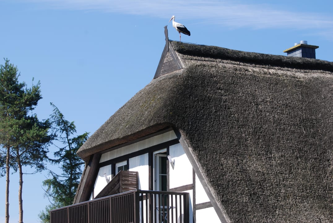 Der da oben ist jeden morgen da Hof Kranichstein