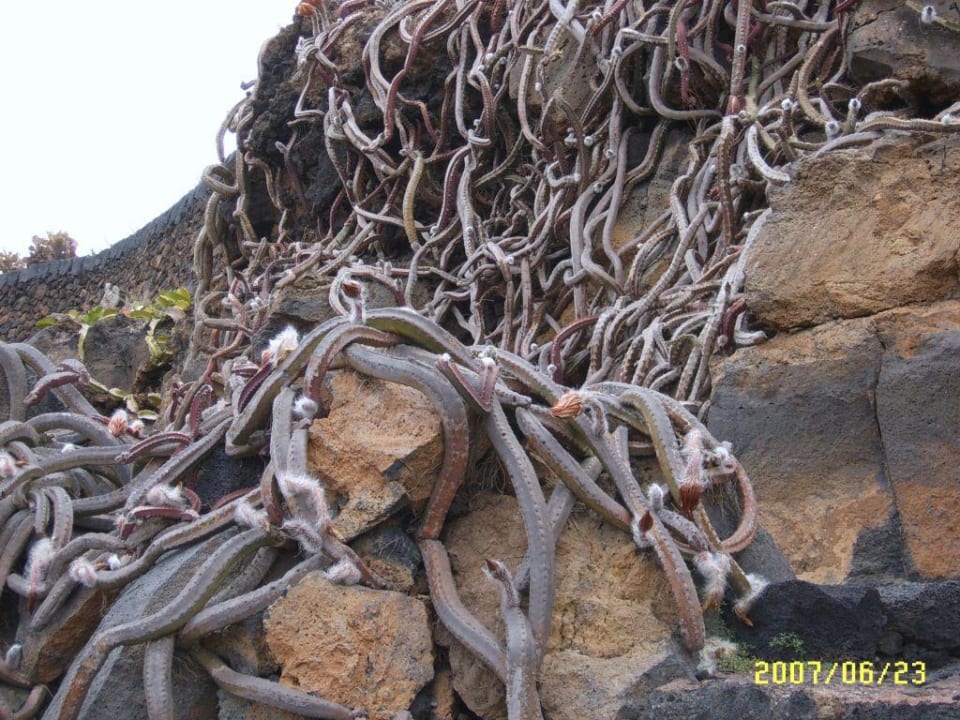 Schlangenart Hotel Grand Teguise Playa