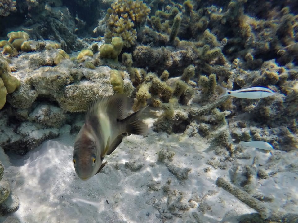 Schwarz- weiser Georg, Strichpunkt Meerbarbe NH Collection Maldives Havodda Resort