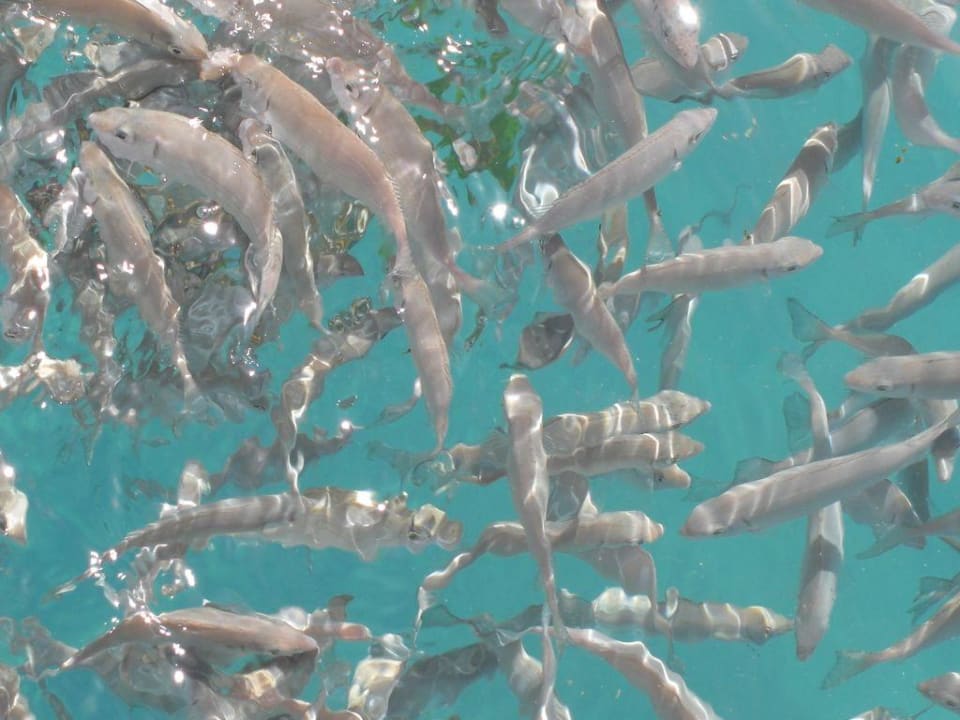 Fischschwarm am Steg! Giftun Azur Resort