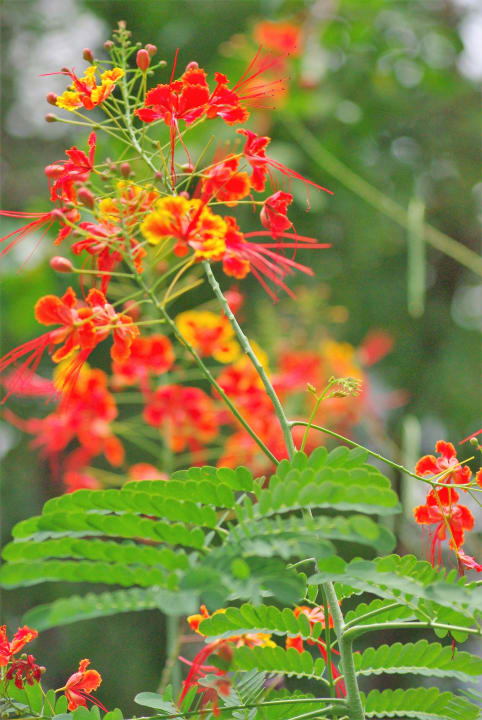 Gartenanlage Woodlands Hotel & Resort