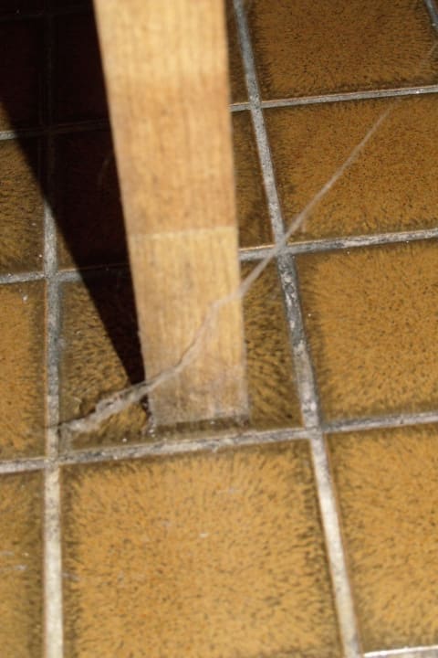 Spinnen im Bad Ferienhaus Lahnblick