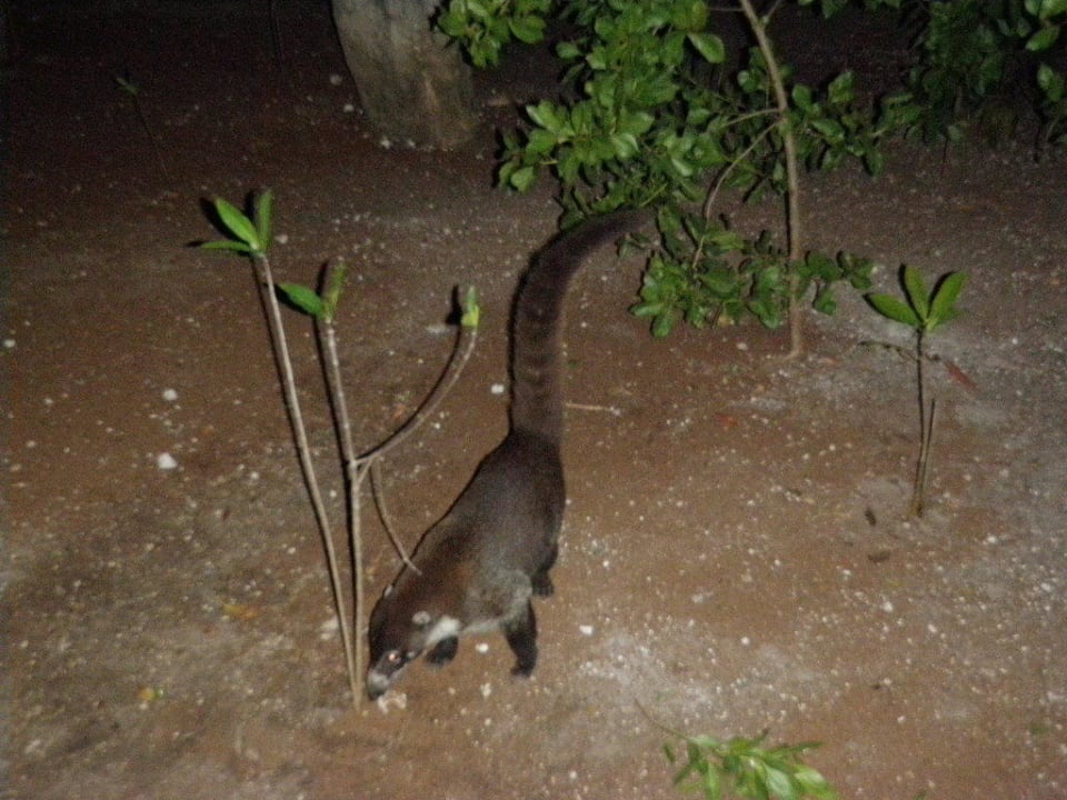 Putzige Tiere mit langen Schwanz Sandos Caracol Eco Resort