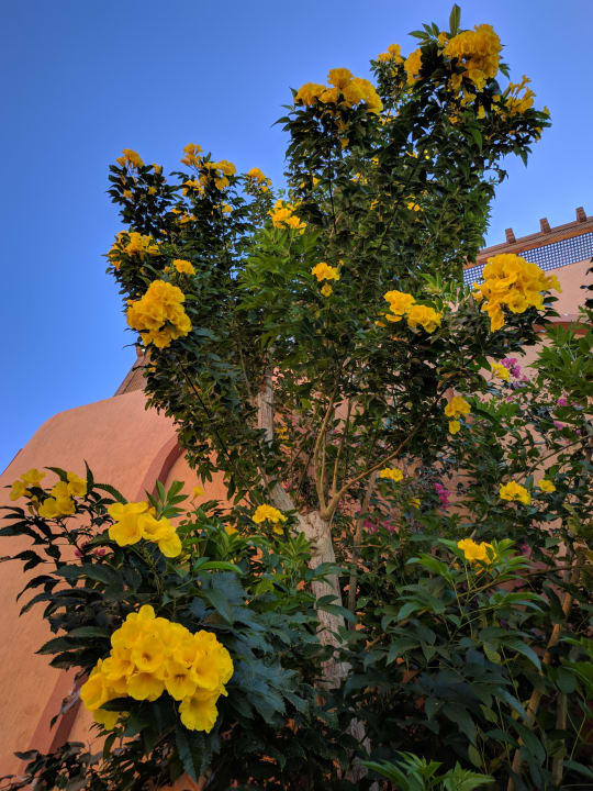 Gartenanlage Hotel Blue Lagoon