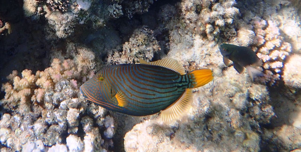 Sport & Freizeit Stella Beach Resort & Spa Makadi Bay