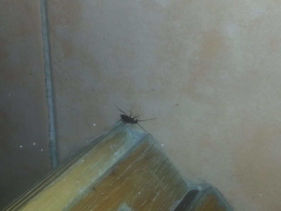 Kakalaken im Zimmer Riviera Spa Resort - Adults Only