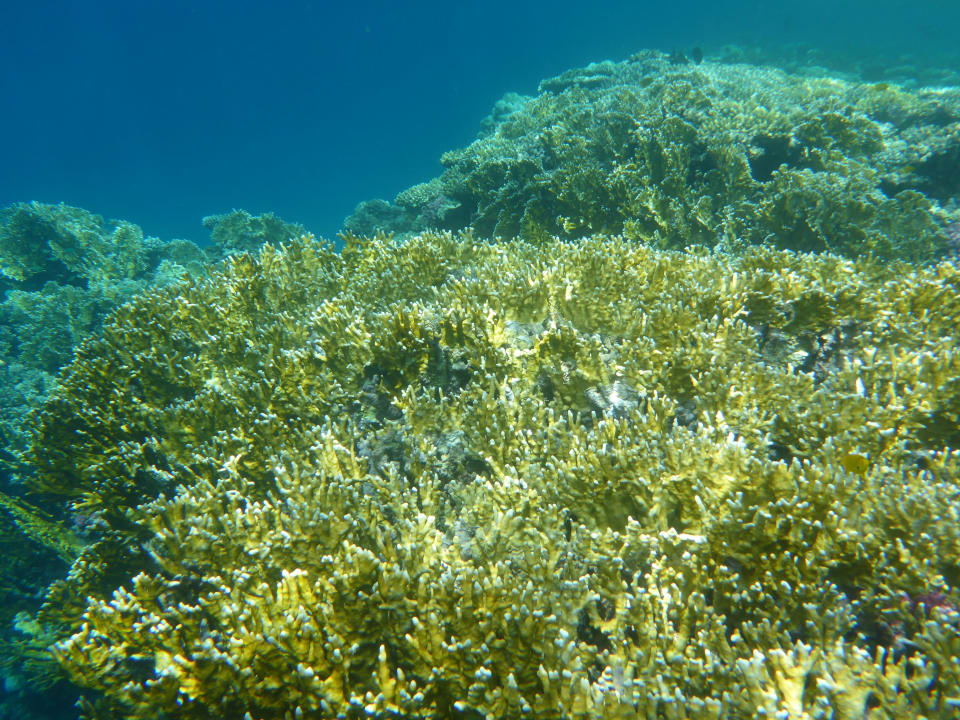 Sport & Freizeit Hotel Gorgonia Beach Resort