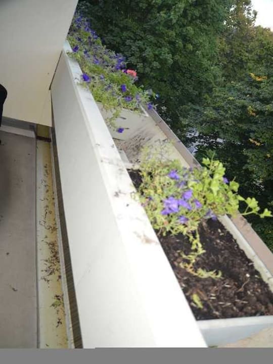 Die Blumenkästen am Balkon Hotel Bayern Vital