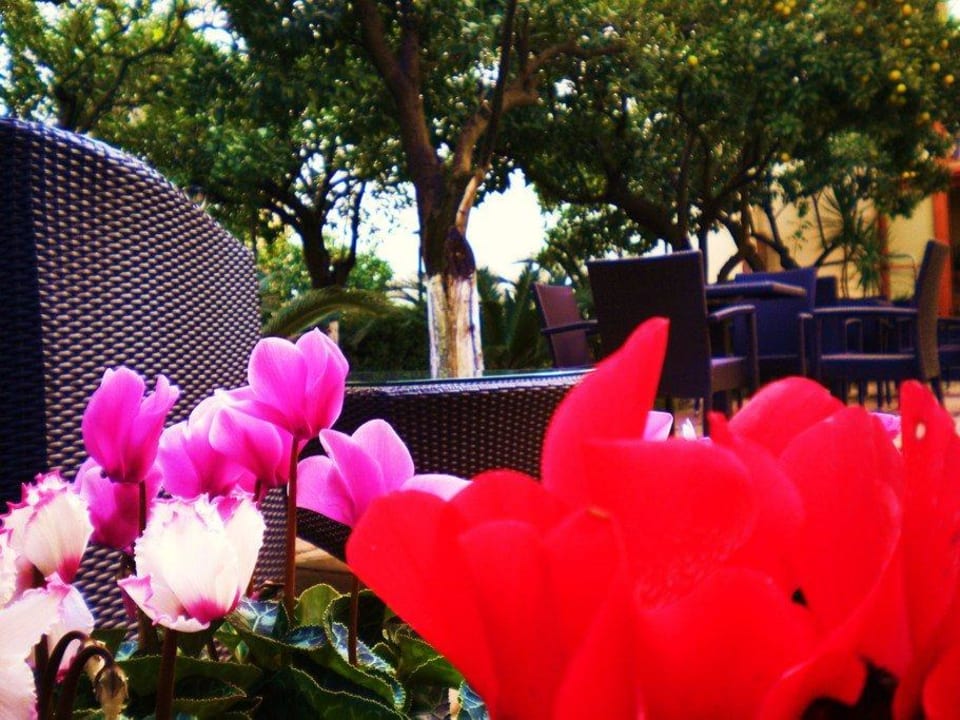 Giardino Hotel Diana Hotel Diana Pompei