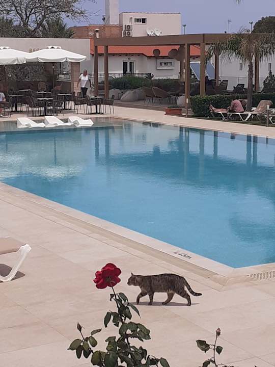 Pool Sentido Kyknos Beach Adults Only 16+