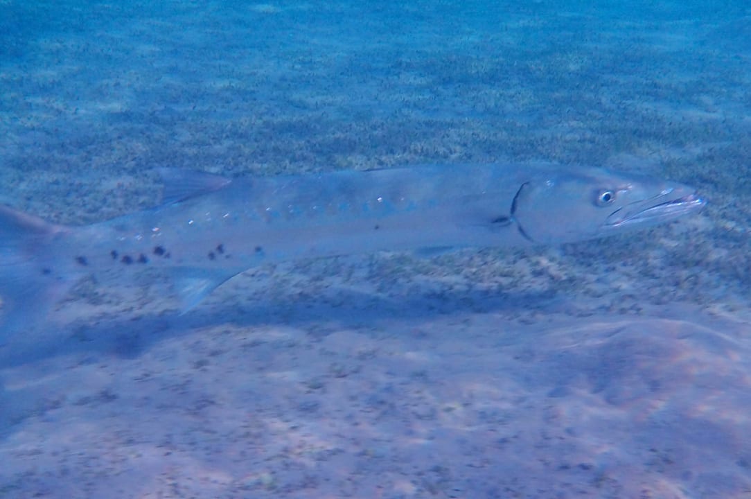 Sport & Freizeit Lahami Bay Beach Resort