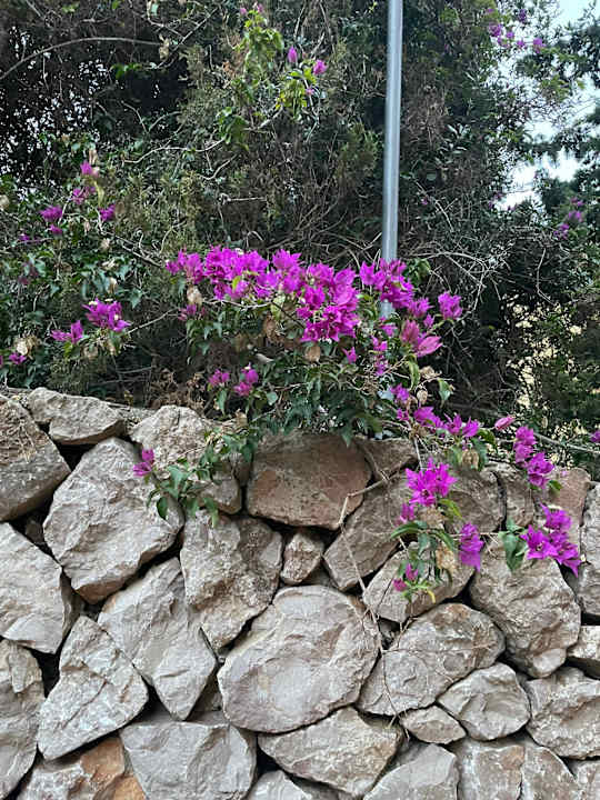 Gartenanlage Lago Garden