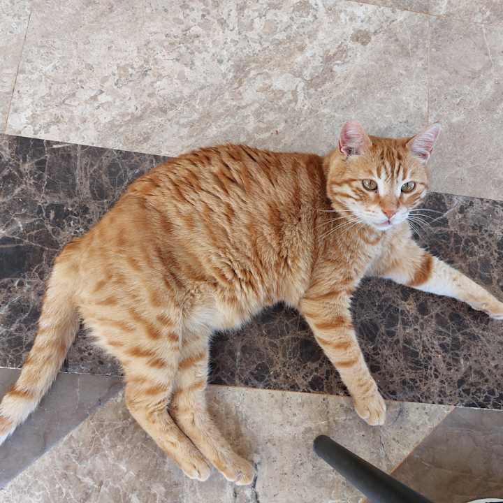 Gastro Sentido Trendy Verbena Beach