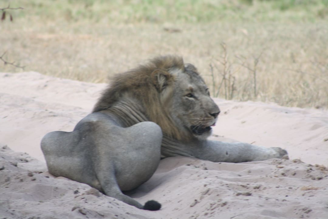 Löwe auf dem Weg Game Lodge Tembe National Elephant Park